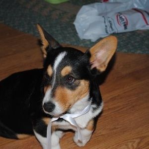 Meet your Posher, Shereen